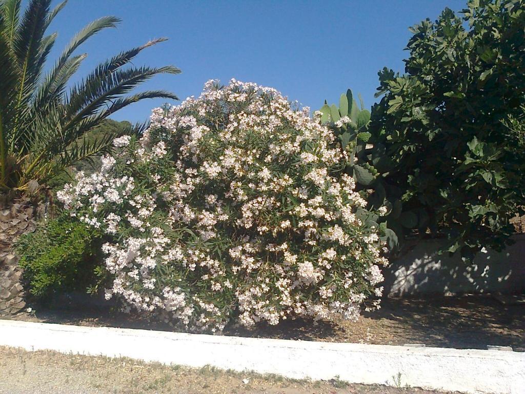 Dionysia Apartments Kéfalos Esterno foto